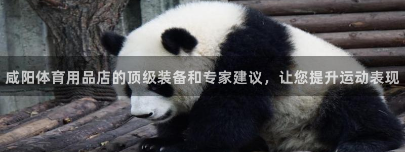 欧陆软件官网：咸阳体育用品店的顶级装备和专家建议，让